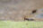 African Hoopoe at Thamalakane River Lodge, Botswana