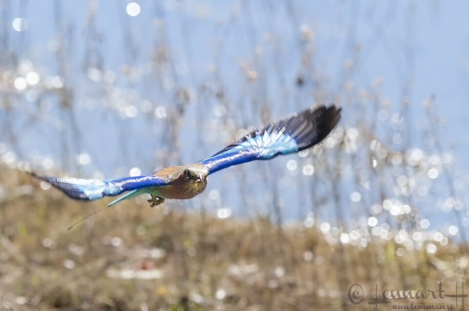 Lilac-breasted Roller at Thamalakane River Lodge, Botswana