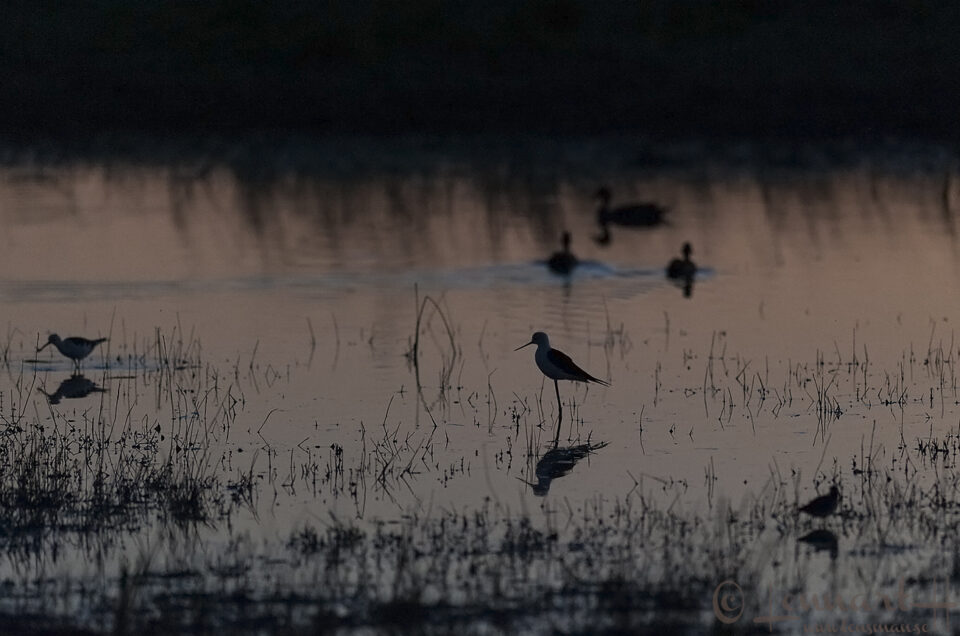 Camp after sunset in Moremi Game Reserve, Botswana