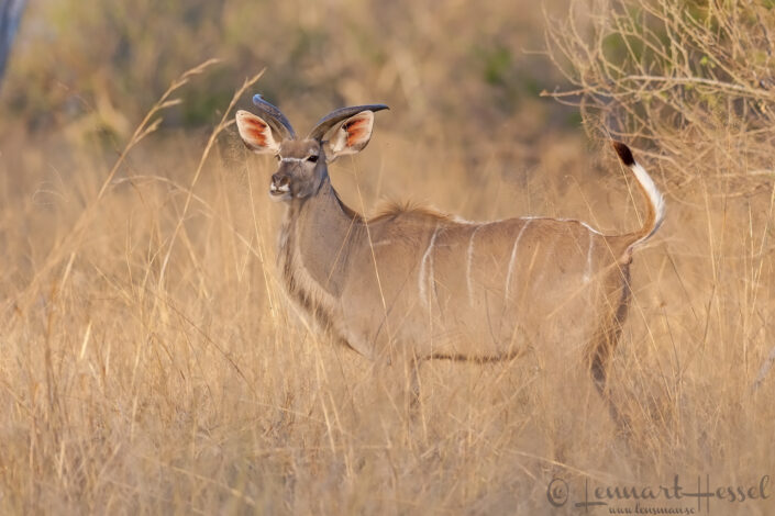 Kudu in Moremi Game Reserve, Botswana