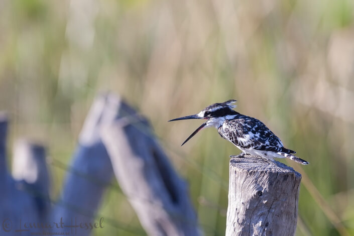 Pied Kingfisher in Moremi Game Reserve, Botswana. National Geographic