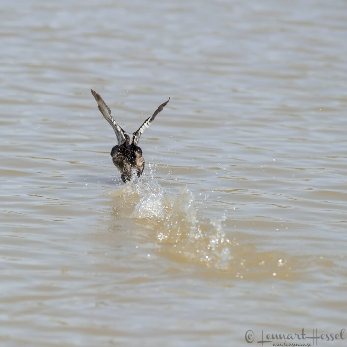 Spur-winged Goose in Moremi Game Reserve, Botswana