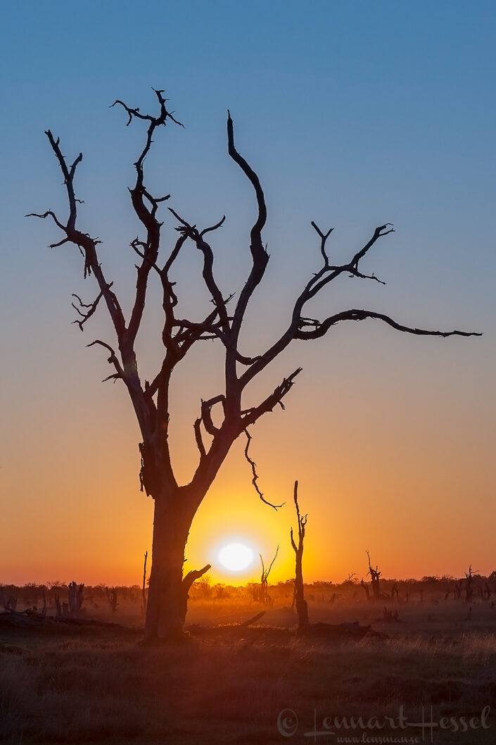 Sunset on the savannah in Moremi Game Reserve, Botswana