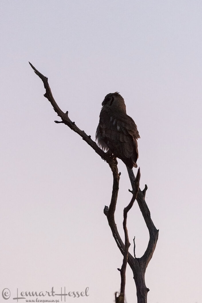Verraux Giant Eagle-Owl in Moremi Game Reserve, Botswana
