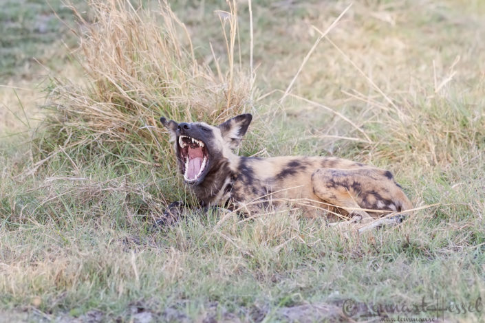 Painted Wolf aka African Wild Dog in Moremi Game Reserve, Botswana