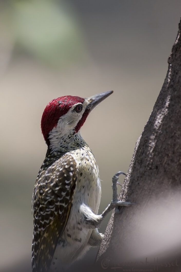 Bennetts Woodpecker in Moremi Game Reserve, Botswana. National Geographic