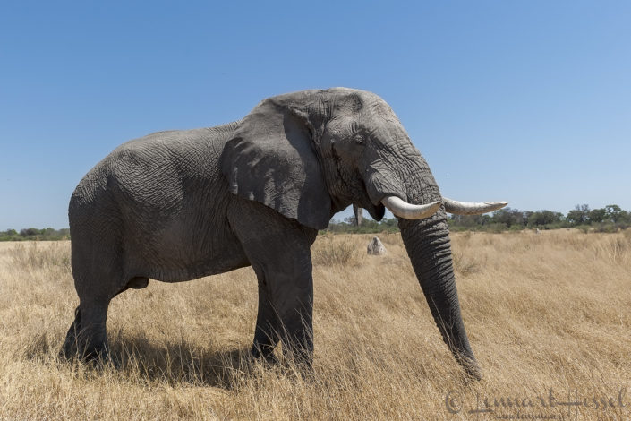 Elephant in Moremi Game Reserve, Botswana - animal