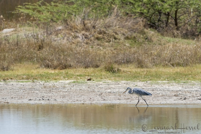 Grey Heron in Moremi Game Reserve, Botswana