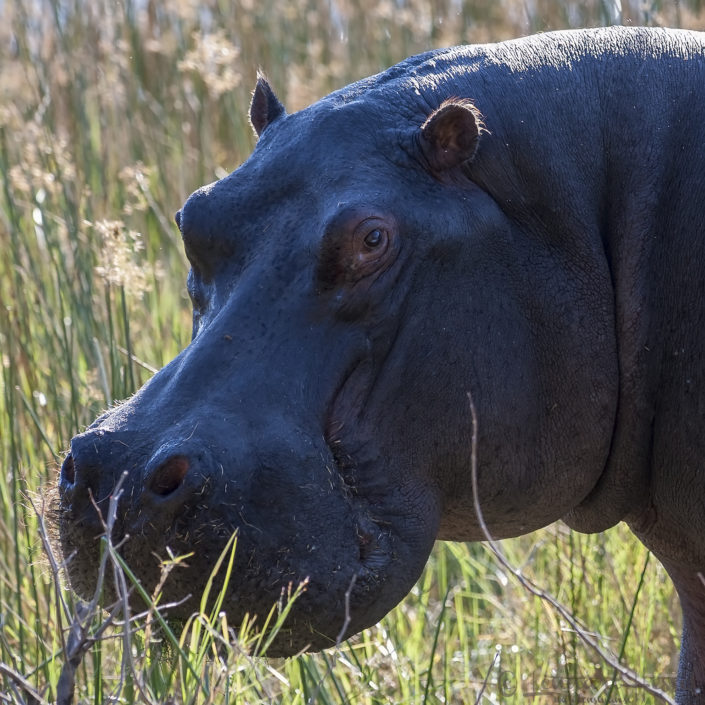Hippopotamus in Moremi Game Reserve, Botswana