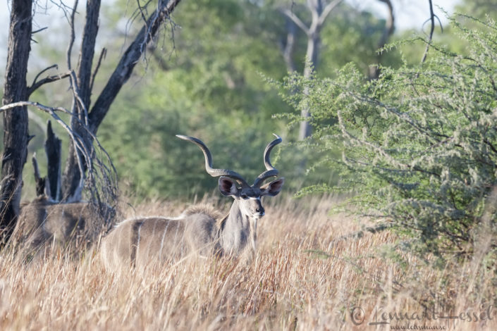 Kudu in Moremi Game Reserve, Botswana