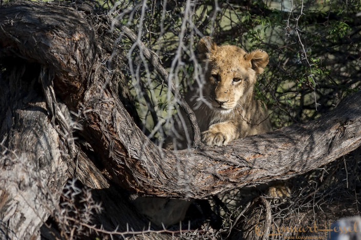 Lion cub in Moremi Game Reserve, Botswana