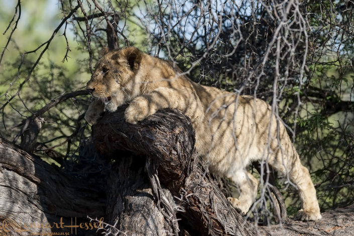 Lion cub in Moremi Game Reserve, Botswana
