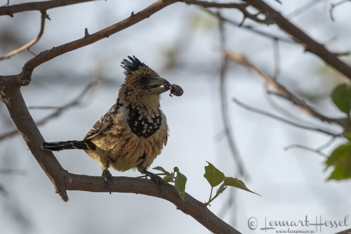 Crested Barbet in Moremi Game Reserve, Botswana