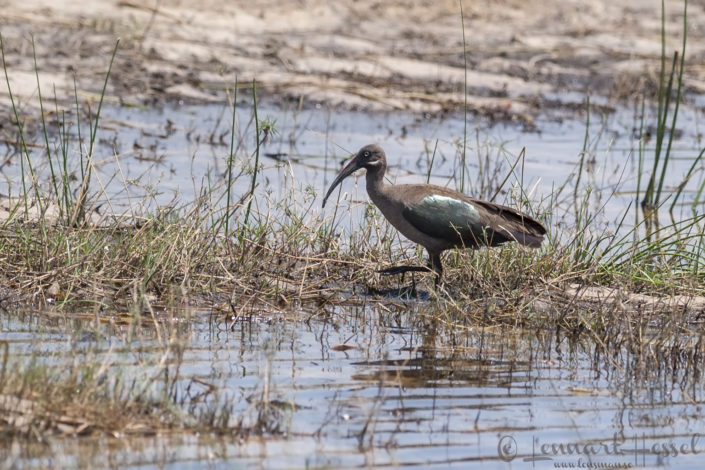 Hadeda Ibis in Moremi Game Reserve, Botswana