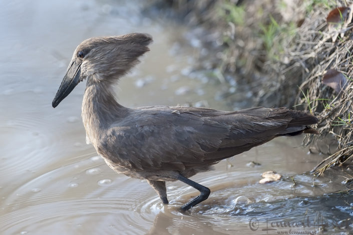 Hamerkop in Moremi Game Reserve, Botswana