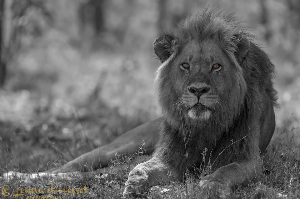 Lion in Moremi Game Reserve, Botswana - animal