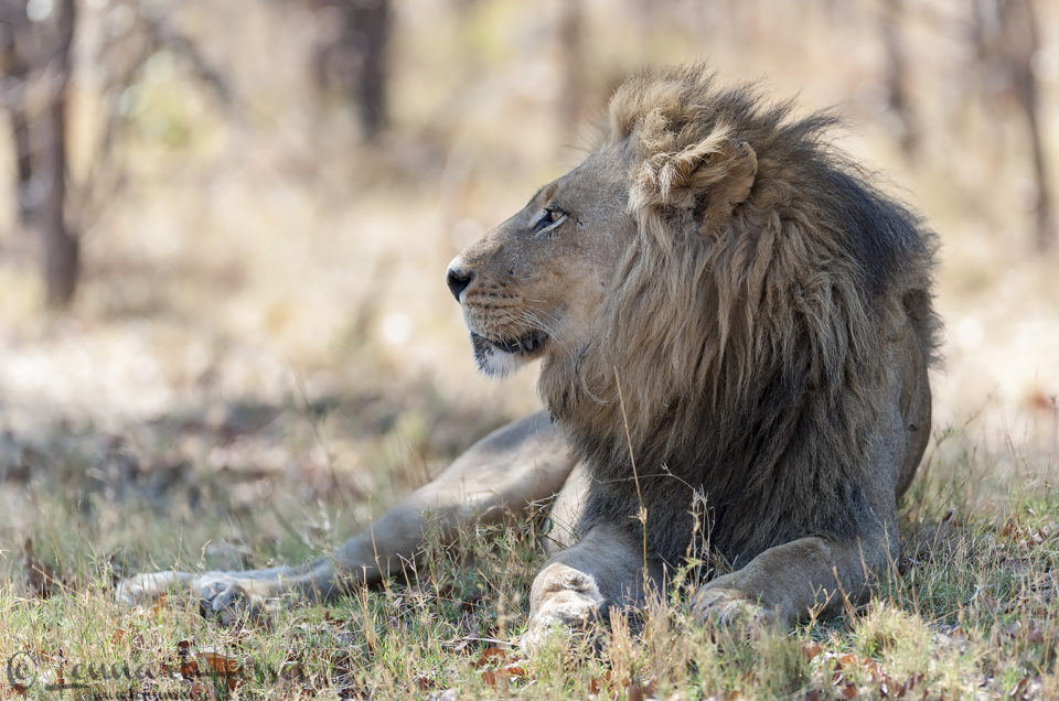 Lion gazing in Moremi Game Reserve, Botswana - animal