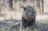 Lion in Moremi Game Reserve, Botswana - animal - Mazda