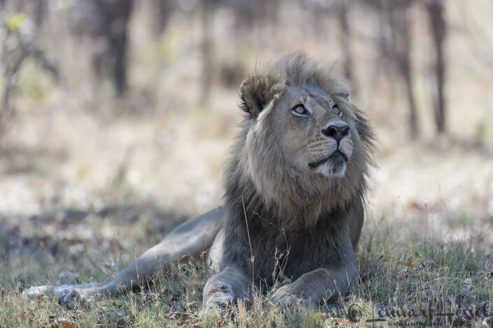 Lion in Moremi Game Reserve, Botswana - animal - Mazda