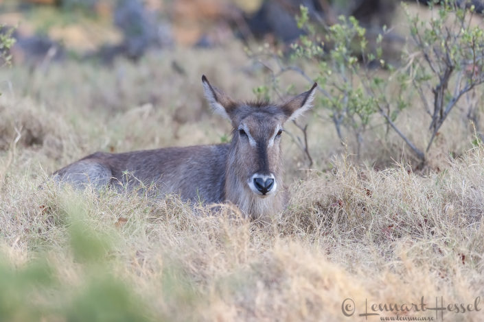 Waterbuck in Moremi Game Reserve, Botswana