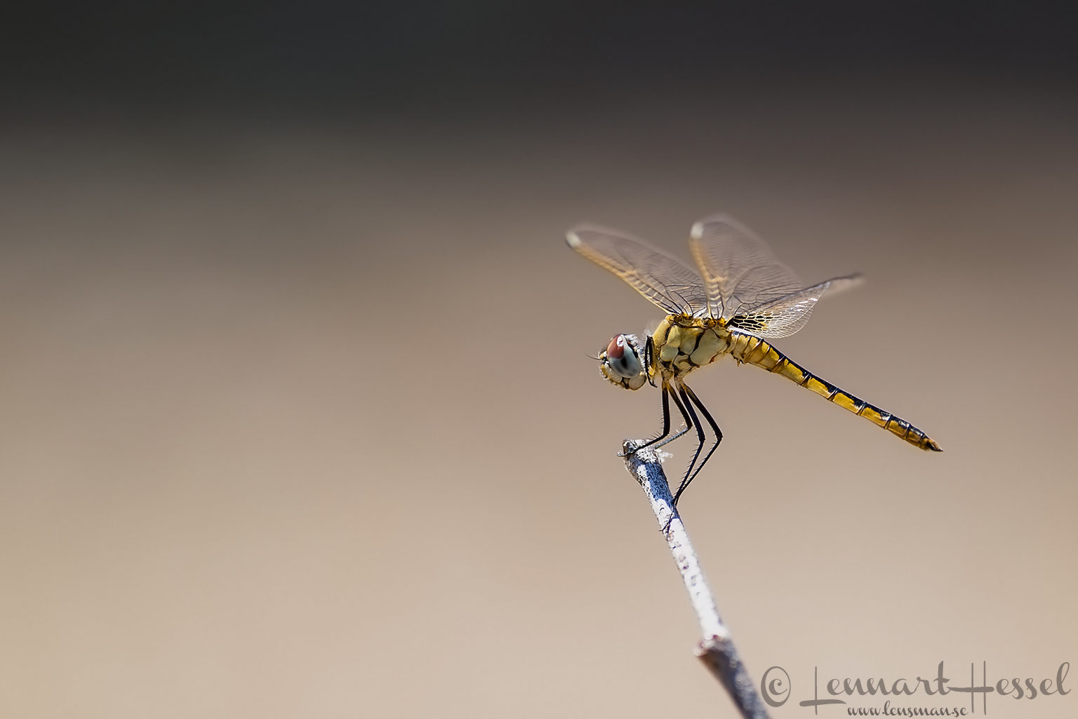 Dragonfly in Moremi Game Reserve, Botswana