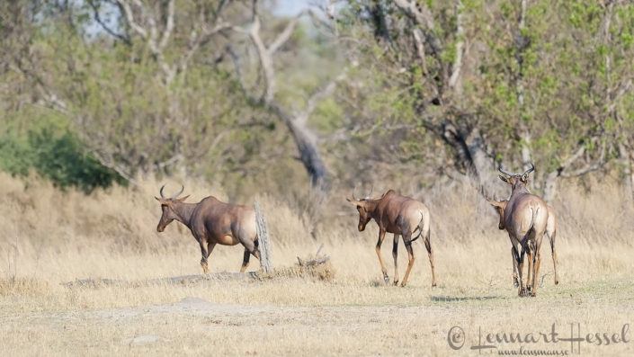 Tsessebe in Moremi Game Reserve, Botswana