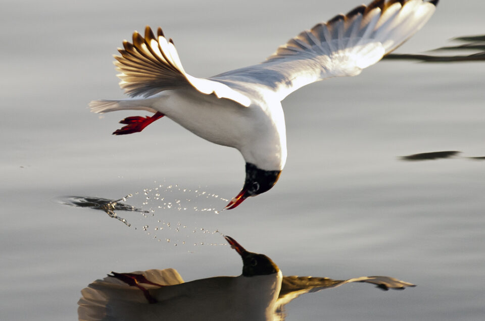 Black-headed Gull in Fiskehamnen, Gothenburg. National Geographic