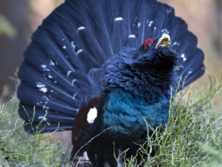 120404 Western Capercaillie Western Capercaillie in Sävedalen, Gothenburg scene