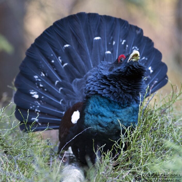 Western Capercaillie in S&auml;vedalen, Gothenburg scene