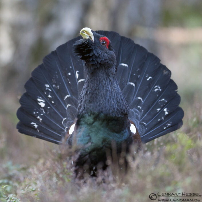 Western Capercaillie in S&auml;vedalen, Gothenburg scene