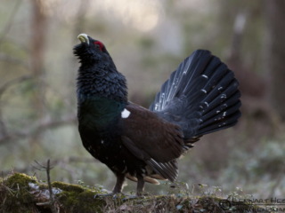 120404 Western Capercaillie Western Capercaillie in Sävedalen, Gothenburg scene