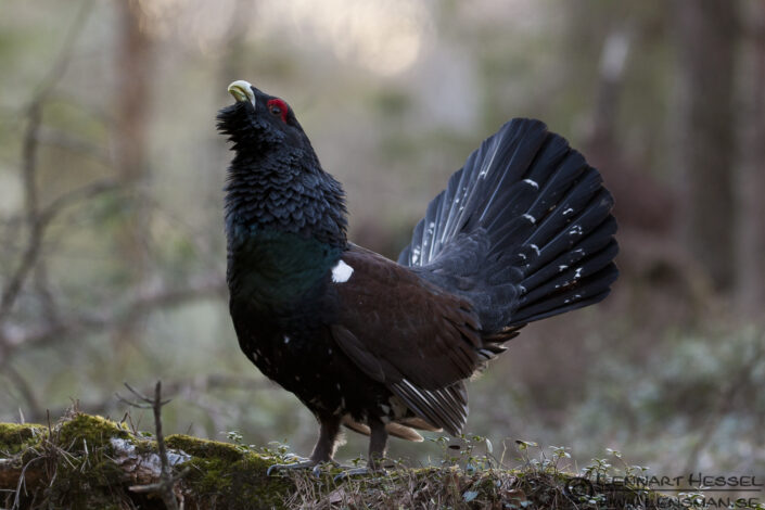 Western Capercaillie in S&auml;vedalen, Gothenburg scene