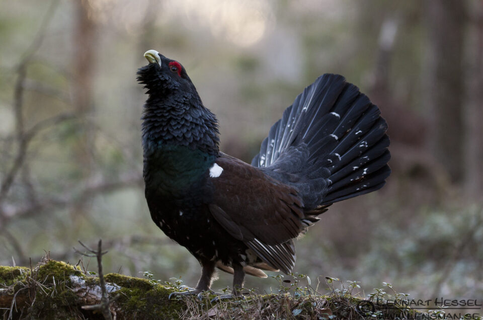 Western Capercaillie in Sävedalen, Gothenburg scene