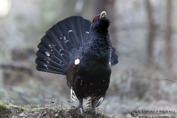 Western Capercaillie in S&auml;vedalen, Gothenburg scene