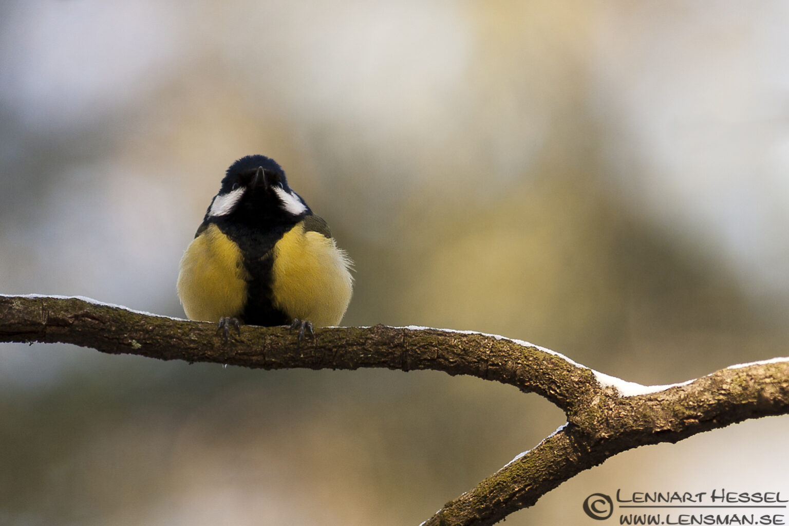 Great Tit, photo taken in Gothenburg