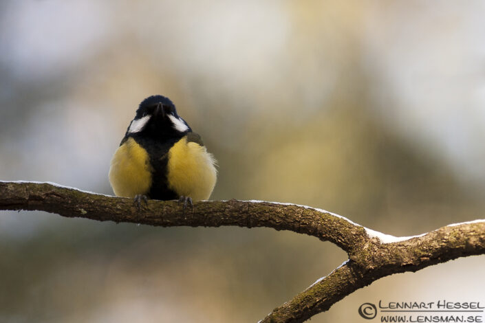 120407 Great Tit Great Tit, photo taken in Gothenburg