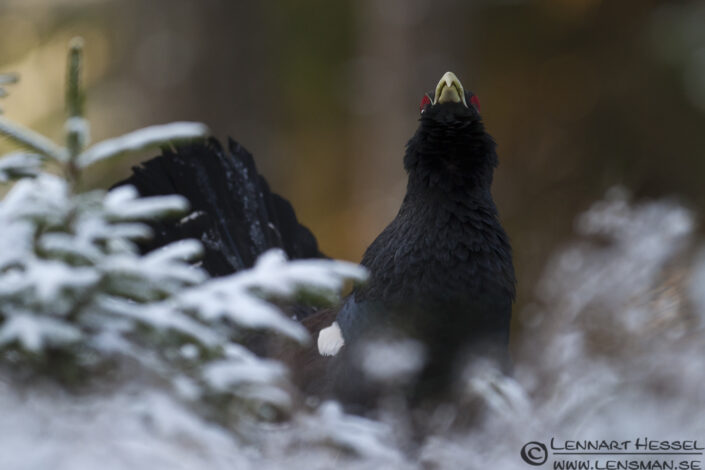 120407 Western Capercaillie Western Capercaillie in Sävedalen, Gothenburg guiding