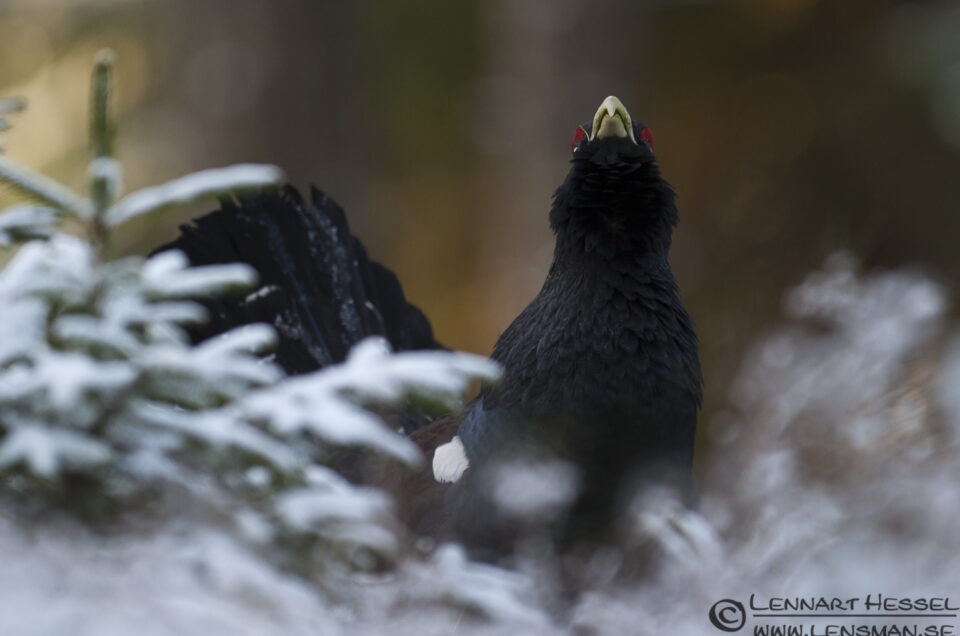 Western Capercaillie in Sävedalen, Gothenburg guiding