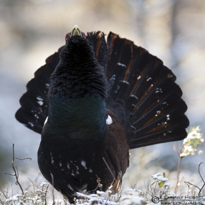 120407 Western Capercaillie Western Capercaillie, photo taken in Gothenburg