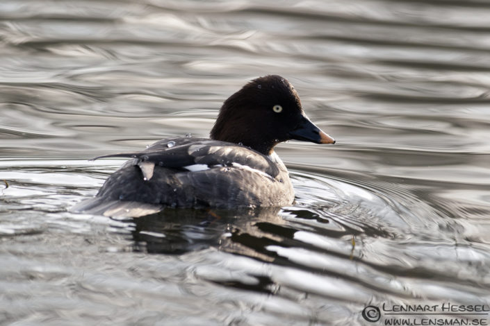120412 Common Goldeneye female Common Goldeneye in Slottskogen, Gothenburg