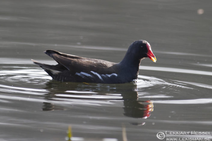 120412 Common Moorhen Common Moorhen in Slottskogen, Gothenburg