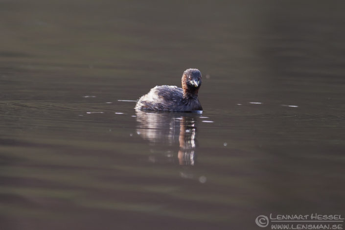 120412 Little Grebe Little Grebe in Slottskogen, Gothenburg