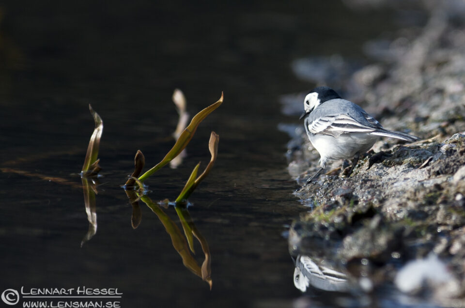 Pied Wagtail in Slottskogen, Gothenburg