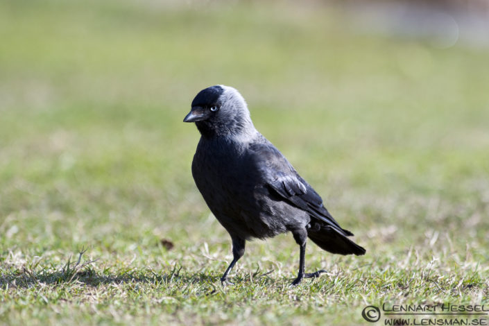 120412 Western Jackdaw Western Jackdaw in Slottskogen, Gothenburg