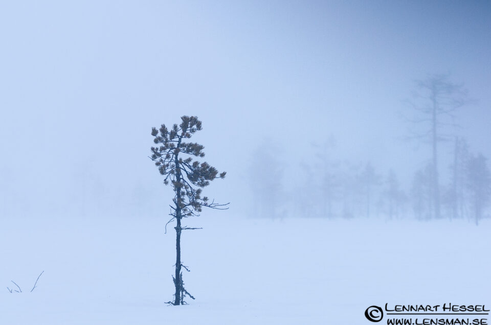 Misty Taiga in Finland