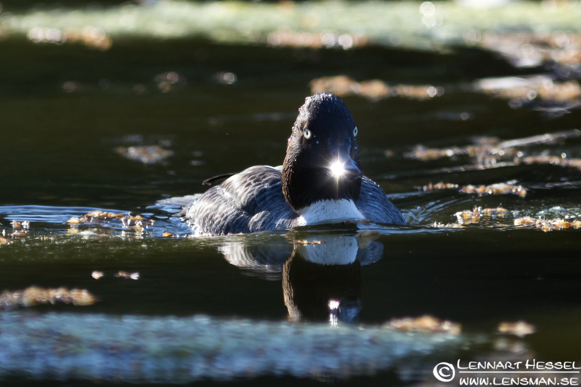 Common Goldeneye, photo taken in Slottskogen, Gothenburg