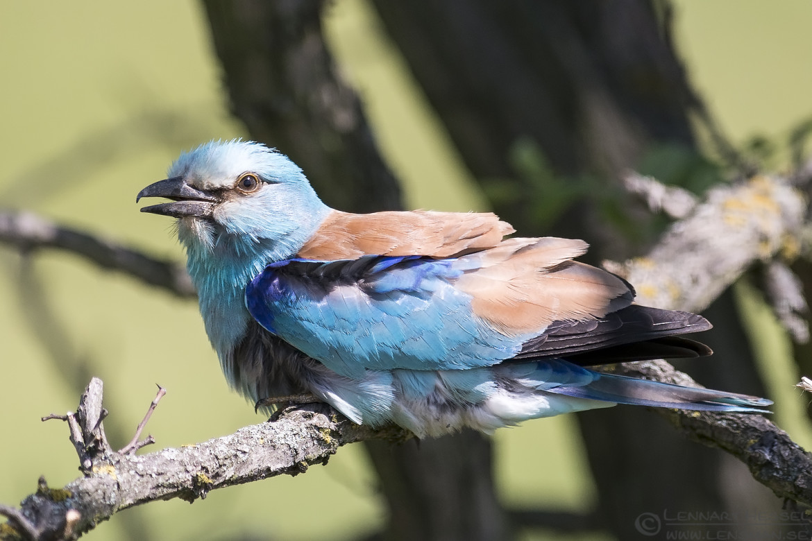 European Roller photo from Hungary. National Geographic wild bird