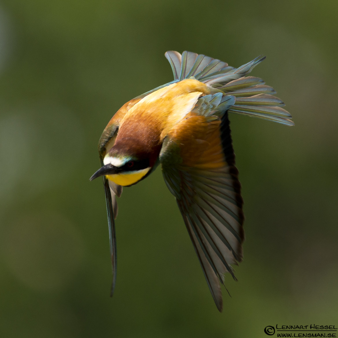 European Bee-eater with an intent, site