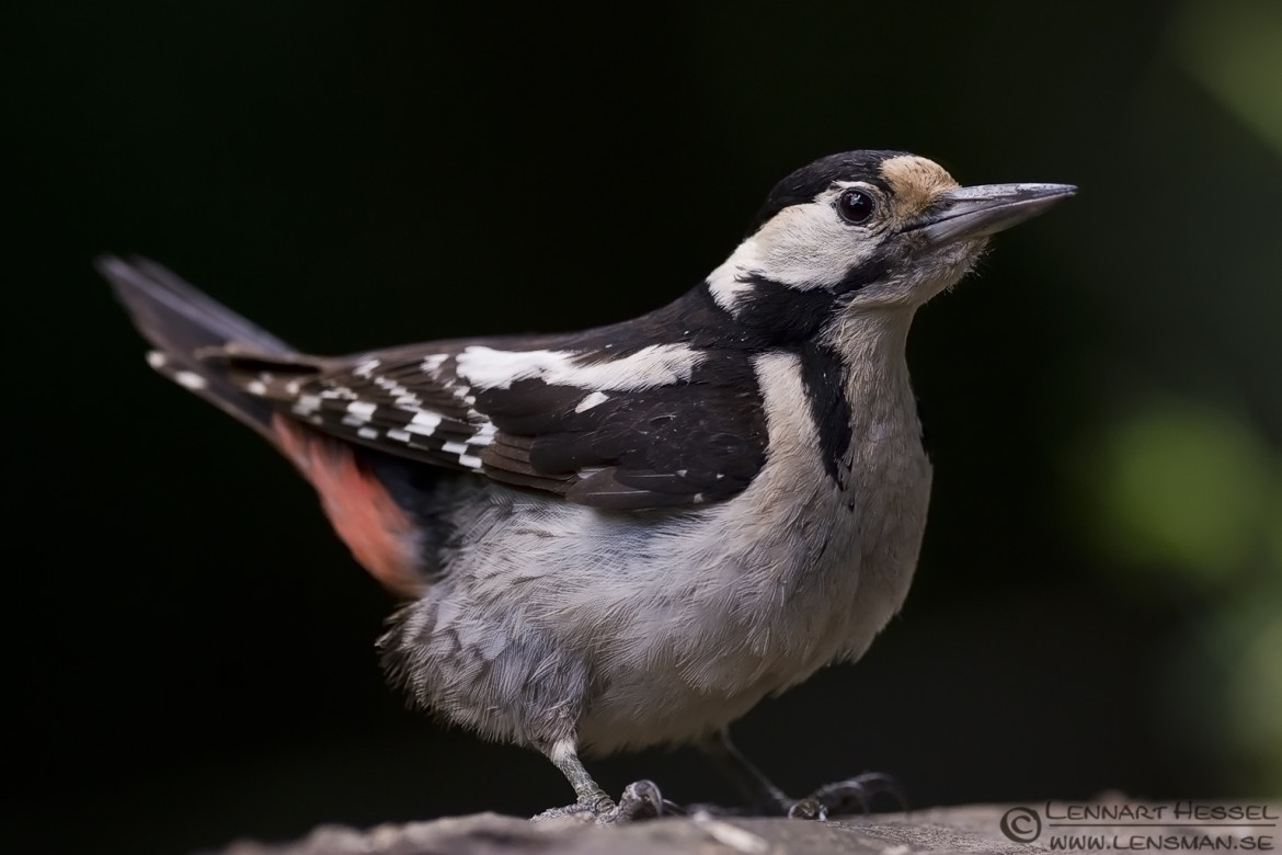 Syrian Woodpecker from Hungary, National Geographic wild bird