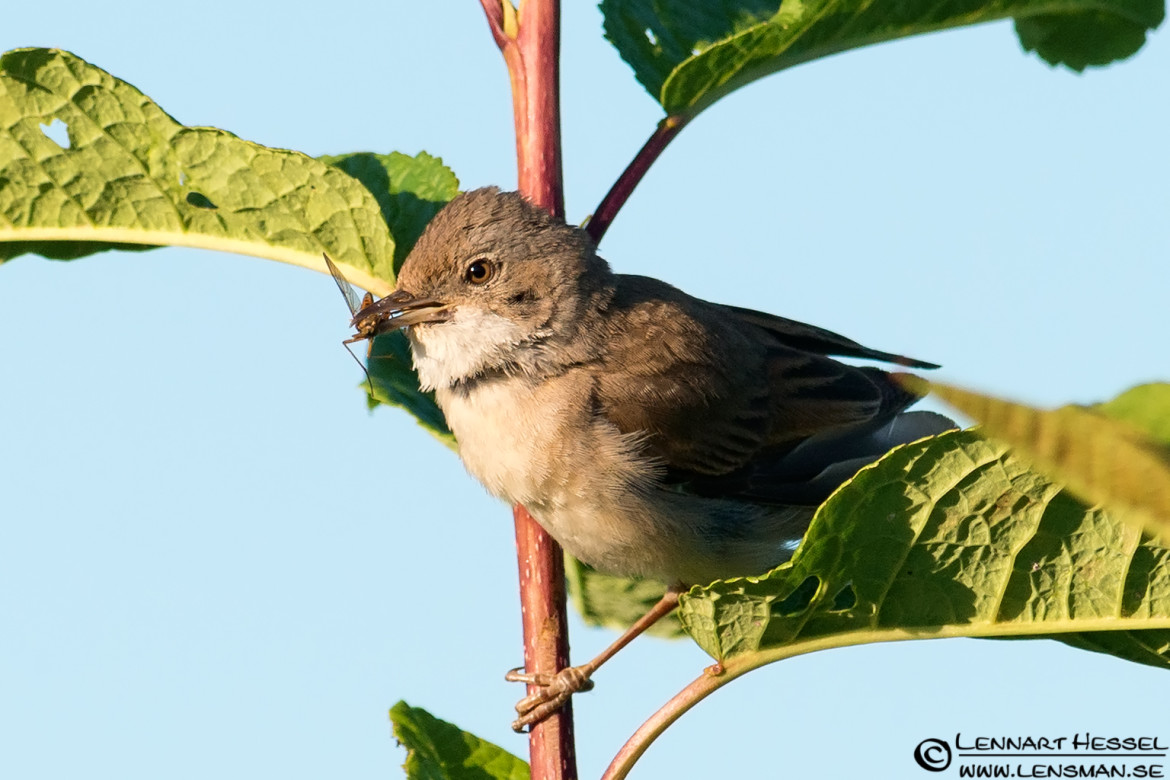Common Whitethroat, portfolio